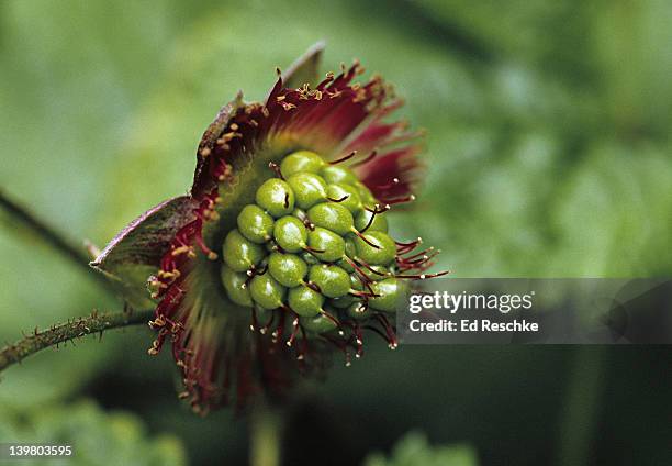 Raspberry Aggregation Aggregate Fruit Photos and Premium High Res Pictures - Getty Images