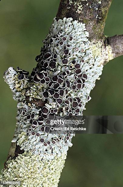 foliose lichen with fungal fruiting bodies. physcia stellaris. thallus pale gray. apothecia (bear spores) common and dark brown.  common on bark of many trees.  michigan - physcia stock pictures, royalty-free photos & images