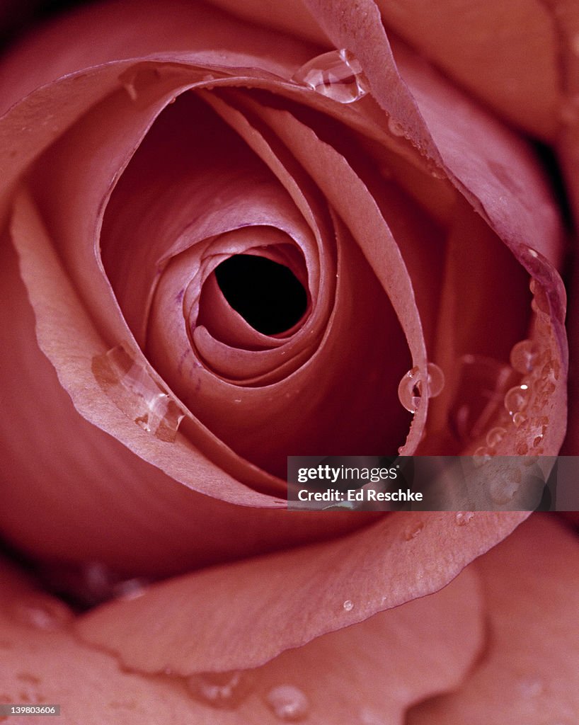 "Marmalade Skies" Rose, Winner of the worlds highest rose award (2001). Floribunda. Rosa (genus), 150 species & countless hybrids. Shore Acres State Park, Oregon Coast. USA