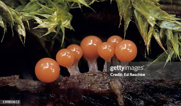 slime mold. young fruiting bodies, hemitrichia sp. the fruiting bodies mature into sporangia. slime molds cannot be identified to species until the fruiting bodies mature.  myxomycetes (slime molds). michigan - protozoo fotografías e imágenes de stock