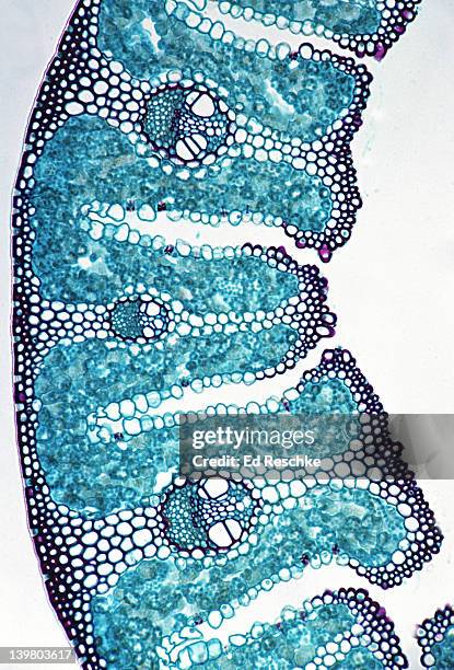 leaf cross section, beach grass (ammophila), sunken stomates, xerophytic adaptation, 50x. shows: photosynthetic tissue, sunken stomates (which represent a xerophytic adaptation), veins (vascular bundles with xylem & phloem) - immunofluorescentie microfoto stockfoto's en -beelden