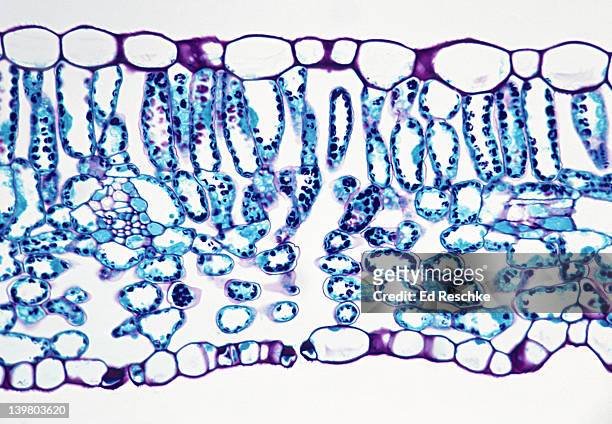 leaf cross section, lilac (syringa), 100x.  shows:  palisade mesophyll, spongy mesophyll, stoma, guard cells, epidermis, and a small vein that shows xylem and phloem. - 葉脈 ストックフォトと画像