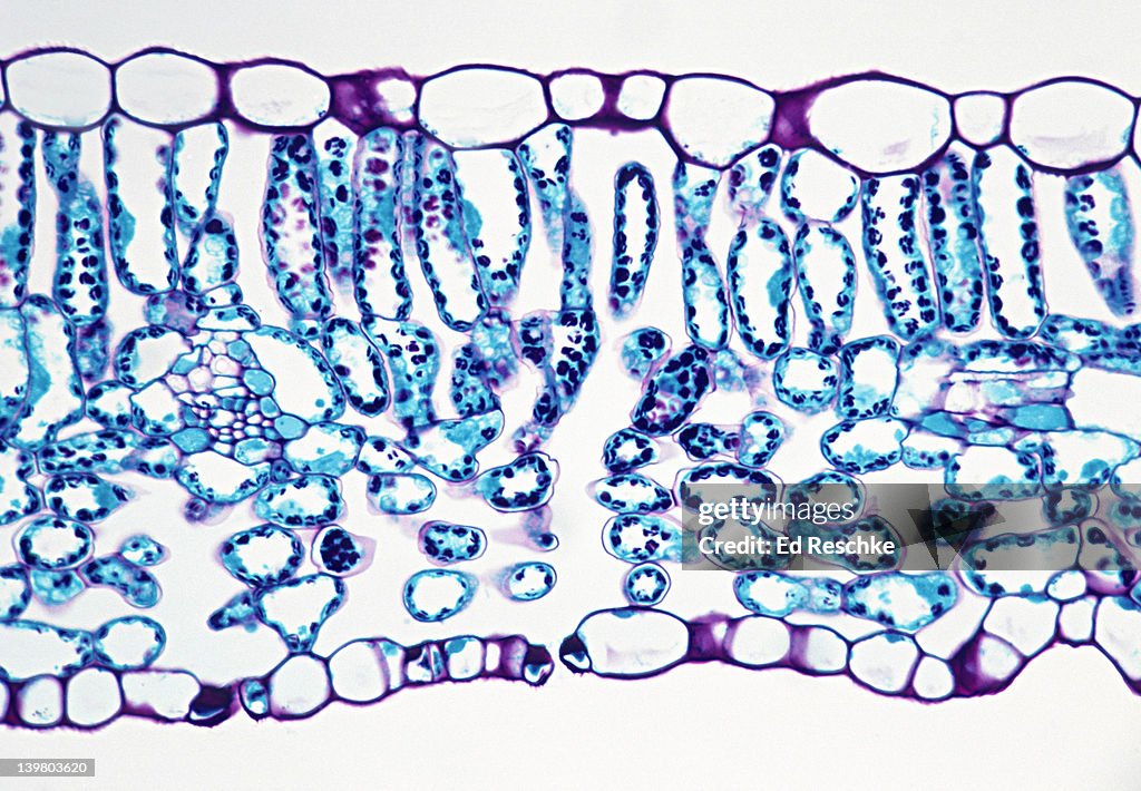 LEAF CROSS SECTION, Lilac (Syringa), 100X. Shows: palisade mesophyll, spongy mesophyll, stoma, guard cells, epidermis, and a small vein that shows xylem and phloem.