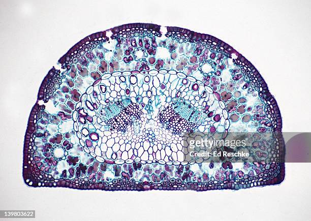 leaf cross section, pine (pinus), 25x.  shows:  photosynthetic mesophyll, xylem, phloem, endodermis, epidermis, resin ducts, and stoma. - skin cross section stock pictures, royalty-free photos & images