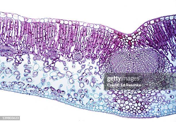 leaf cross section, privet (ligustrum), 25x.  shows: palisade mesophyll, spongy mesophyll, epidermis, and a vein (a vascular bundle with xylem and phloem). - siebteil stock-fotos und bilder