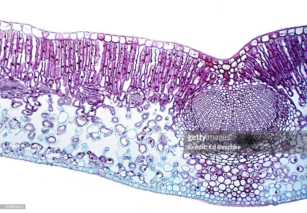 LEAF CROSS SECTION, Privet (Ligustrum), 25X. Shows: palisade mesophyll, spongy mesophyll, epidermis, and a vein (a vascular bundle with xylem and phloem).
