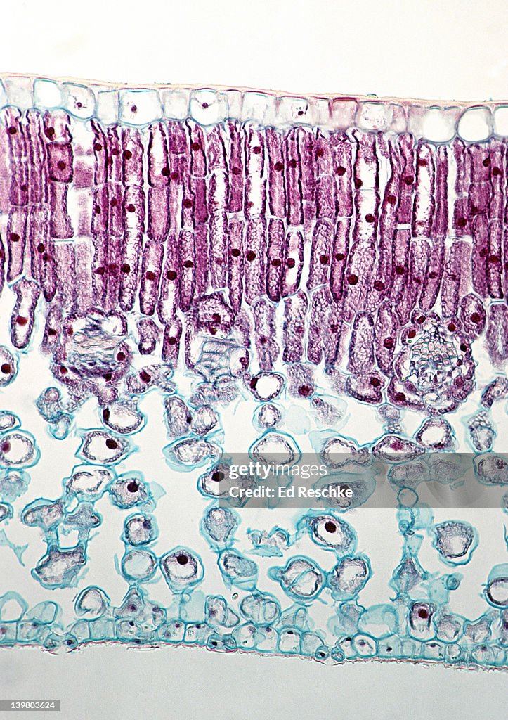 LEAF CROSS SECTION, Privet (Ligustrum), 50X. Shows: palisade mesophyll, spongy mesophyll, epidermis, stomata and guard cells.