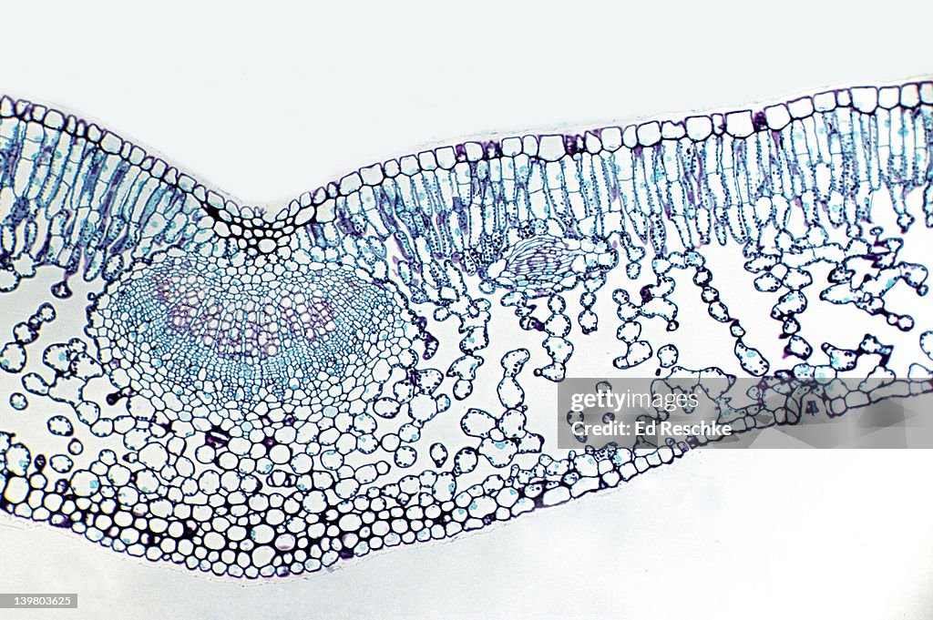 LEAF CROSS SECTION, Privet (Ligustrum), 25X. Shows: palisade mesophyll, spongy mesophyll, epidermis, mid rib that contains xylem and phloem, and stoma in the lower epidermis.