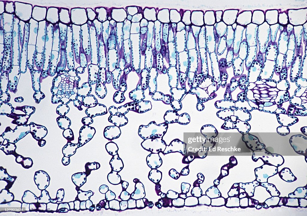 LEAF CROSS SECTION, Privet (Ligustrum), 50X. Shows: palisade mesophyll, spongy mesophyll, stoma, epidermis, and small veins that show xylem and phloem.