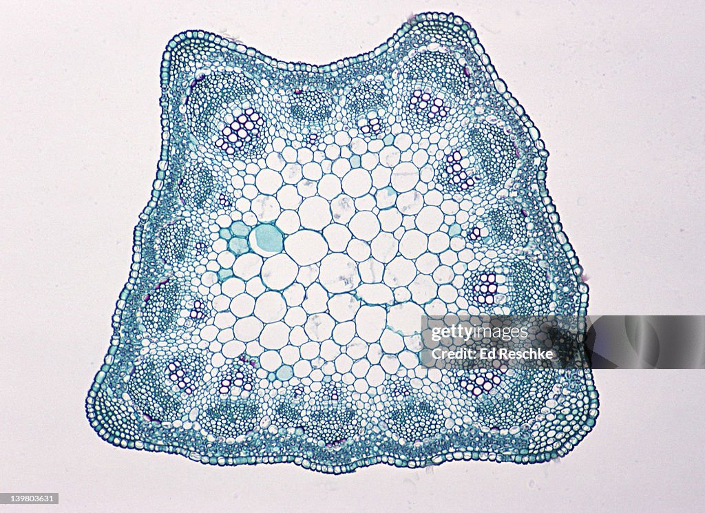 STEM CROSS SECTION. Alfalfa (Medicago), Herbaceous Dicot, 25X. Vascular bundles are arranged in a ring. Shows: vascular bundles, xylem, phloem, epidermis, cortex, pith & collenchyma in the corners.