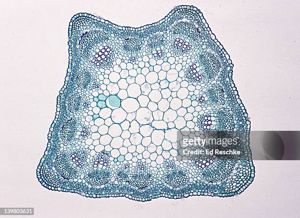 stem cross section. alfalfa (medicago), herbaceous dicot, 25x.  vascular bundles are arranged in a ring.  shows: vascular bundles, xylem, phloem, epidermis, cortex, pith & collenchyma in the corners. - skin cross section stock pictures, royalty-free photos & images