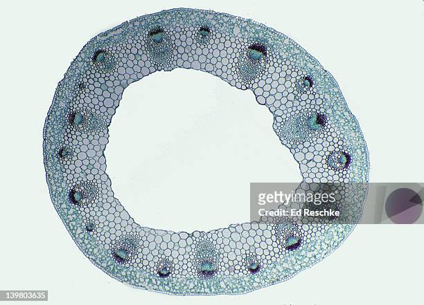 stem cross section. buttercup (ranunculus), herbaceous dicot, 8x.  shows: vascular bundles arranged in a ring (typical of dicots), xylem, phloem, epidermis, cortex, and pith. - light micrograph stock-fotos und bilder