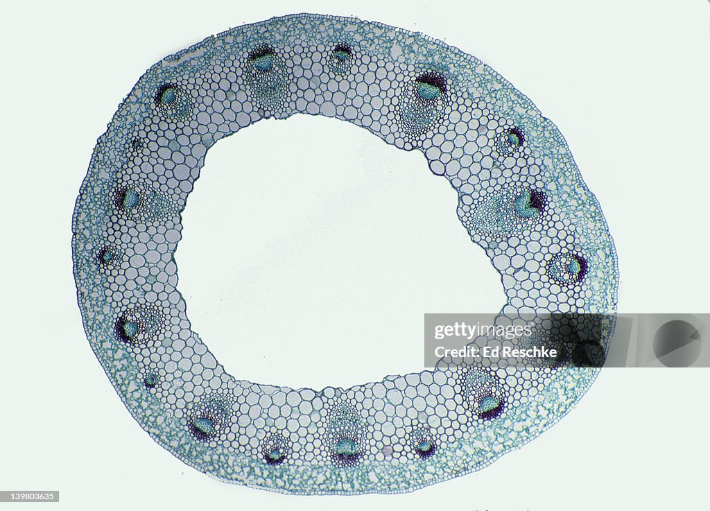STEM CROSS SECTION. Buttercup (Ranunculus), Herbaceous Dicot, 8X. Shows: vascular bundles arranged in a ring (typical of dicots), xylem, phloem, epidermis, cortex, and pith.
