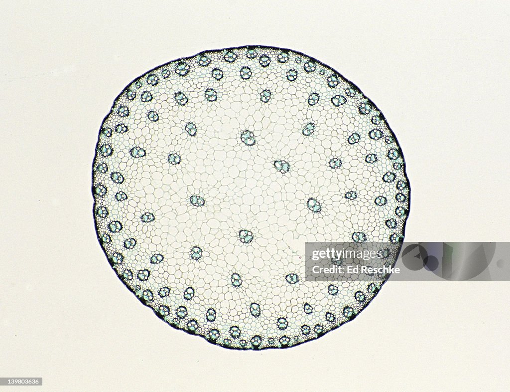 STEM CROSS SECTION. Corn (Zea), Herbaceous Monocot, 5X. Shows: scattered vascular bundles typical of monocots, xylem, phloem, pith and epidermis.