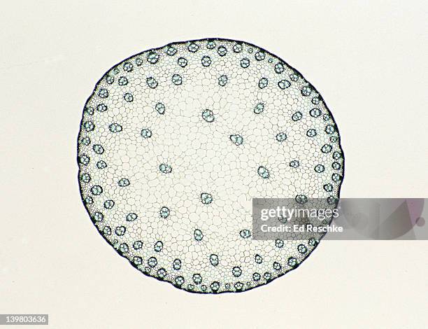 stem cross section. corn (zea), herbaceous monocot, 5x.  shows: scattered vascular bundles typical of monocots, xylem, phloem, pith and epidermis. - microfotografia immunofluorescente foto e immagini stock