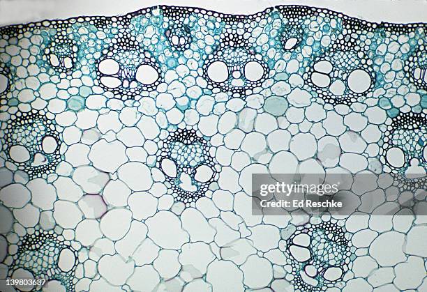 stem cross section. corn (zea), herbaceous monocot, 25x. shows: scattered vascular bundles typical of monocots, xylem, phloem, sclerenchyma, pith, and epidermis. - plant cell stockfoto's en -beelden