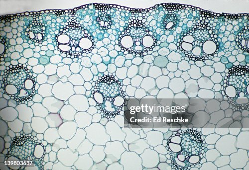 STEM CROSS SECTION. Corn (Zea), Herbaceous Monocot, 25X. Shows: scattered vascular bundles typical of monocots, xylem, phloem, sclerenchyma, pith, and epidermis. STEM CROSS SECTION. Corn (Zea), Herbaceous Monocot, 25X. Shows: scattered vascular bundles typical of monocots, xylem, phloem, sclerenchyma, pith, and epidermis.