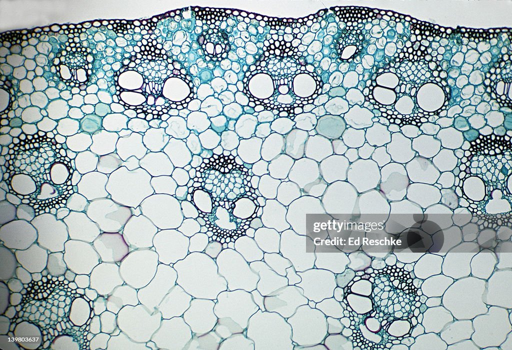 STEM CROSS SECTION. Corn (Zea), Herbaceous Monocot, 25X. Shows: scattered vascular bundles typical of monocots, xylem, phloem, sclerenchyma, pith, and epidermis.