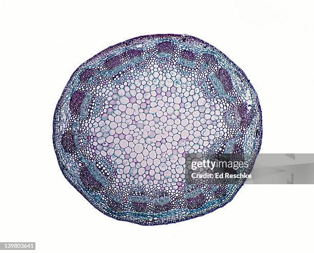 stem cross section. sunflower (helianthus), herbaceous dicot, 10x.  shows:  vascular bundles arranged in a ring, zylem, phloem, pith, cortex, and epidermis. - magnoliopsida 個照片及圖片檔