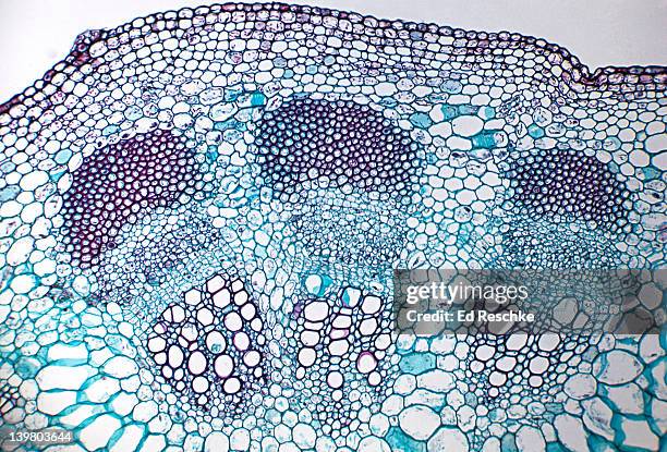 stem cross section. sunflower (helianthus), herbaceous dicot, 25x. vascular bundles arranged in a ring. shows: xylem, phloem, cambium, sclerenchyma (bundle cap), epidermis, cortex, and pith. - dicot stem stock pictures, royalty-free photos & images
