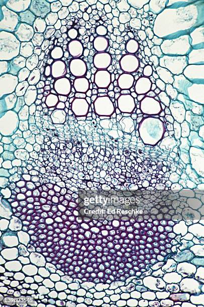stem cross section. sunflower (helianthus), herbaceous dicot, 50x.  shows a single vascular bundle.  vascular bundles are arranged in a ring.  shows: xylem, phloem, cambium, sclerenchyma (bundle cap), and surrounding parenchyma. - 形成層 ストックフォトと画像
