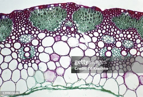 Pithed Stem Cross Section Wheat And Hollow Pith High-Res Stock Photo - Getty ...