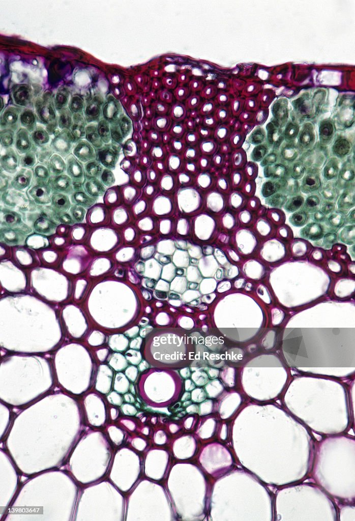 STEM CROSS SECTION. Wheat (Triticum), Herbaceous Monocot, 100X. Shows: a vascular bundle, xylem, phloem, sclerenchyma, chlorenchyma, epidermis, parenchyma, and bundle sheath extension.