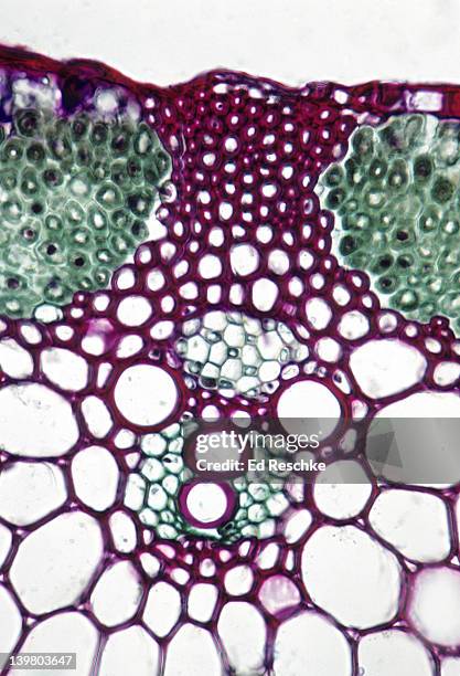 stem cross section. wheat (triticum), herbaceous monocot, 100x. shows: a vascular bundle, xylem, phloem, sclerenchyma, chlorenchyma, epidermis, parenchyma, and bundle sheath extension. - parenchyma stock pictures, royalty-free photos & images