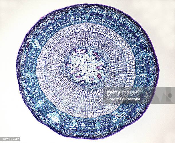 woody dicot stem. tilia (basswood), 2 year stem, 7x. shows: xylem, phloem, two annual rings, pith, rays, vascular cambium, periderm - xylem stock pictures, royalty-free photos & images