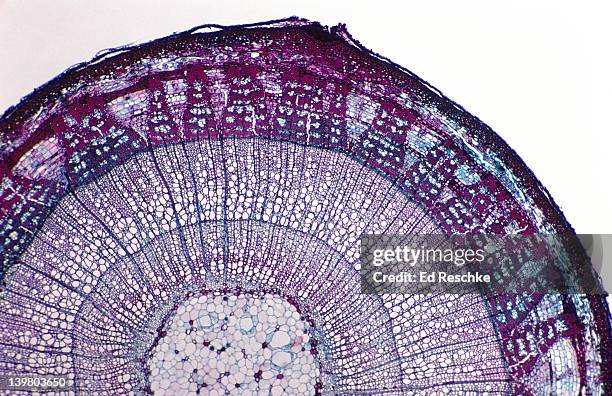 Tree With Rectangular Pith 74 Pith Tree Stock Photos, High-Res Pictures, and Images - Getty Images