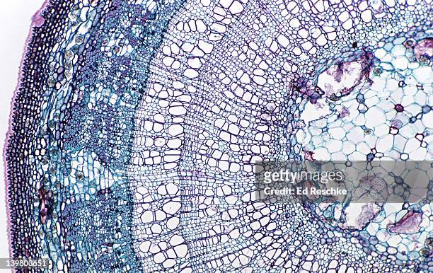 woody dicot stem. tilia (basswood), 2 year stem, 25x.  shows: xylem, phloem, pith, bark, cork, vascular cambium and two annual rings. - magnoliopsida foto e immagini stock
