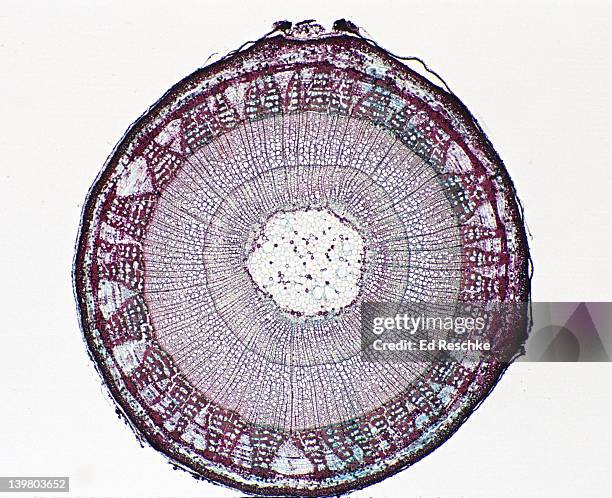 woody dicot stem. tilia (basswood), 2 year stem, 2.5x.  shows:  2 annual rings, xylem, phloem, rays, pith, cambium, periderm - 形成層 ストックフォトと画像