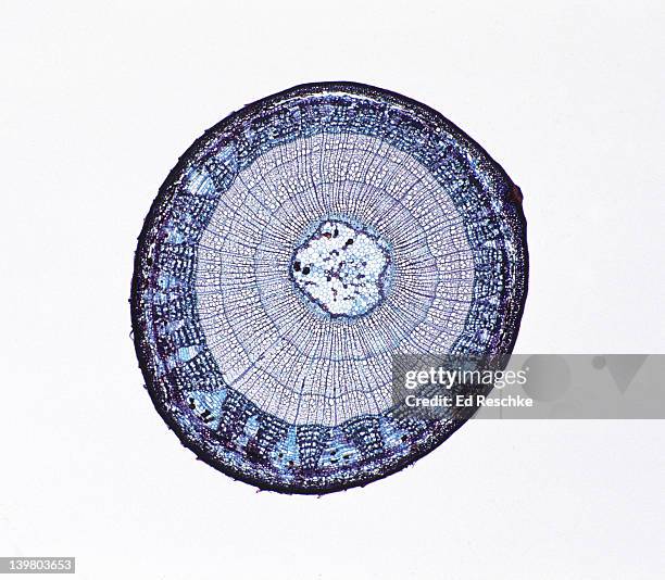 woody dicot stem. tilia (basswood), 3 year stem, 5x.  shows:  3 annual rings, xylem, phloem, rays, pith, cambium, and periderm. - microphotographie immunofluorescente photos et images de collection