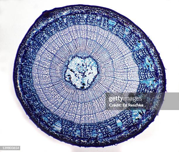 Pith Tree Fotografías e imágenes de stock - Getty Images