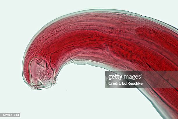 hookworm, necator americanus, buccal cavity. shows buccal cavity, digestive tract, cuticle. 50x - wurm stock-fotos und bilder