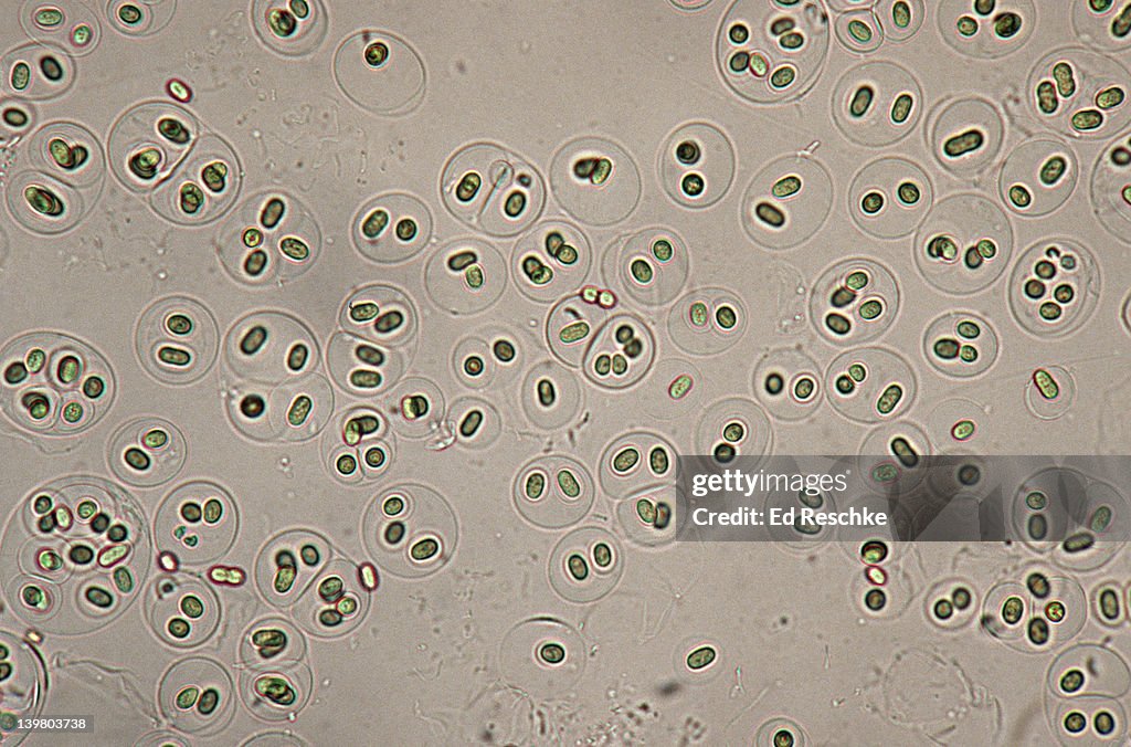 GLOEOCAPSA. BLUE-GREEN ALGAE, (LIVING) CYANOBACTERIA. NITROGEN FIXING. UNICELLULAR CELLS ENCLOSED IN LAYERS. 100X at 35mm
