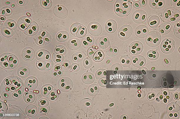 gloeocapsa. blue-green algae, (living) cyanobacteria. nitrogen fixing. unicellular cells enclosed in layers. 100x at 35mm - nitrogen fixing bacteria stock pictures, royalty-free photos & images