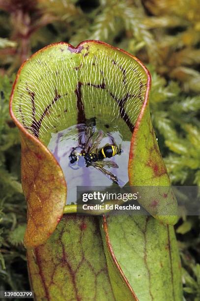 northern pitcher plant with trapped wasp. insectivorous plant. sarracenia purpurea. insects are attracted, trapped & digested. michigan (habitat: acidic bogs). - carnivorous pitcher plant stock pictures, royalty-free photos & images