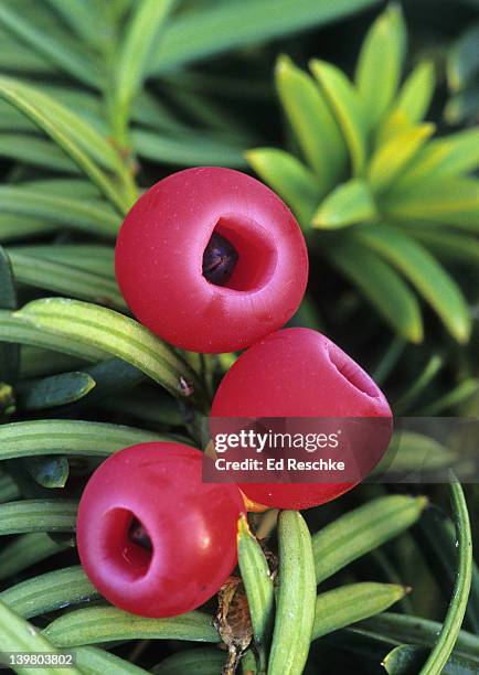 english yew, taxus baccata. yews are small trees & shrubs without cones & with evergreen leaves. the seed is visible in the scarlet gelatinous cup. they are gymnosperms which bear naked seeds. widely grown as an ornamental. michigan - tejo fotografías e imágenes de stock