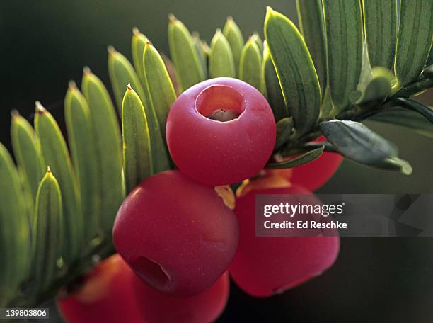 english yew, taxus baccata. yews are small trees & shrubs without cones & with evergreen leaves. the seed is visible in the scarlet gelatinous cup.  they are gymnosperms which bear naked seeds.  widely grown as an ornamental. michigan - yew tree stock pictures, royalty-free photos & images