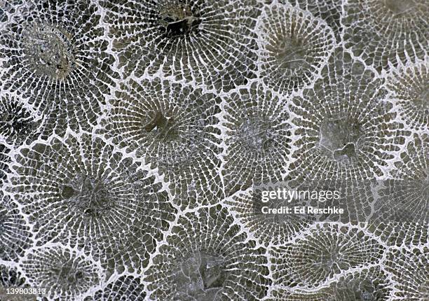 Petoskey Stone Fossil Coral Prismatophyllum Beautiful Colonial Coral Each Individual Animal Or Corallite Is Shown In Cross Section Lower Middle Devonian Widespread In Eastern North America Michigan, Foto de stock