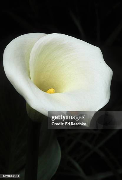 calla lily, zantedeschia aethiopica.  the inflorescence consists of a showy white spathe shaped like a funnel, with a central finger-like, yellow spadix.  indifenous to southern and eastern africa. - flor alcatraz y fondo blanco fotografías e imágenes de stock
