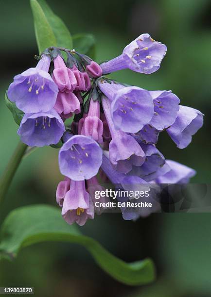 virginia bluebells, mertensia virginica.  grows in masses in moist woods, especially on floodplains.  western illinois in mississippi river floodplain. - pulmonaria officinalis stock pictures, royalty-free photos & images