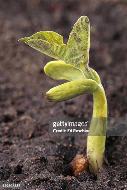 germinating bean plant, dicot. shows: cotyledons, epicotyl, hypocotyl, foliage leaves and seed coat. - plant germinating from a seed stock pictures, royalty-free photos & images