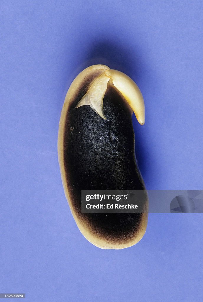 PLANT EMBRYO. BEAN SEED, DICOT. Shows: embryonic leaf, epicotyl, hypocotyl, radicle, and one cotyledon. Stained with iodine, starch in cotyledon gives a blue-black reaction with the iodine.