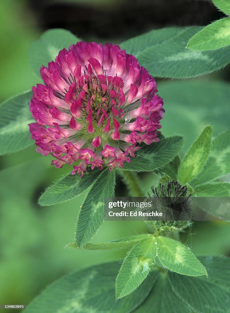 RED CLOVER, NITROGEN-FIXING HAY & PASTURE CROP. Trifolium pratense. Root nodules contain nitrogen-fixing bacteria. Michigan