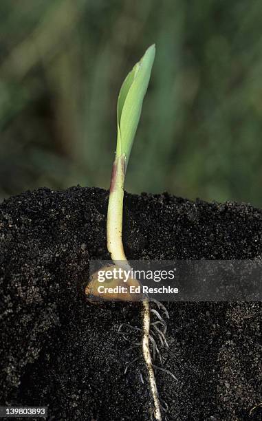 seed germination & growth with the coleoptile, corn (zea mays). shows: coleoptile (protective sheath surrounding the shoot), first foliage leaves, and roots. - plant germinating from a seed stock pictures, royalty-free photos & images