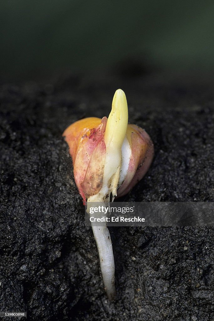 SEED GERMINATION, CORN (Zea mays). Shows: primary root (which develops from the radicle), coleoptile (protective sheath that surrounds the young shoot), and the seed.