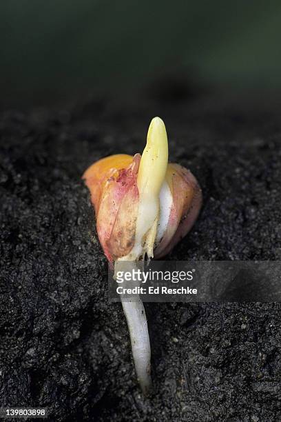 seed germination, corn (zea mays). shows: primary root (which develops from the radicle), coleoptile (protective sheath that surrounds the young shoot), and the seed. - germinating stock pictures, royalty-free photos & images