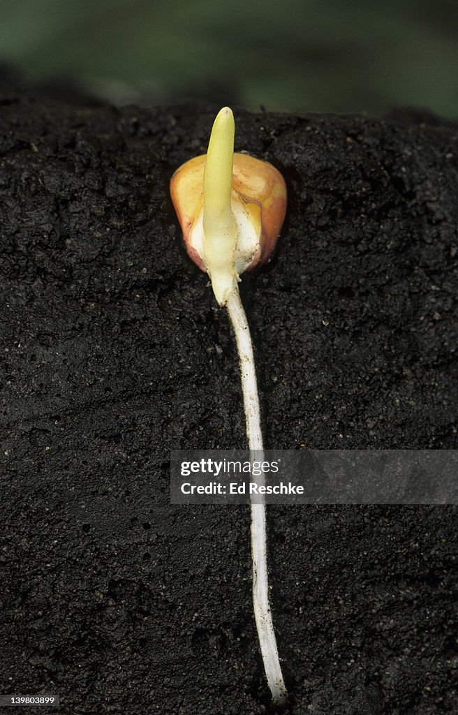 SEED GERMINATION, CORN (Zea mays). Shows: primary root (develops from the radicle), coleoptile (protective sheath that surrounds the young shoot), and seed.